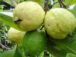 Thai Guava Fruit Plant Manufacturer & Supplier in India